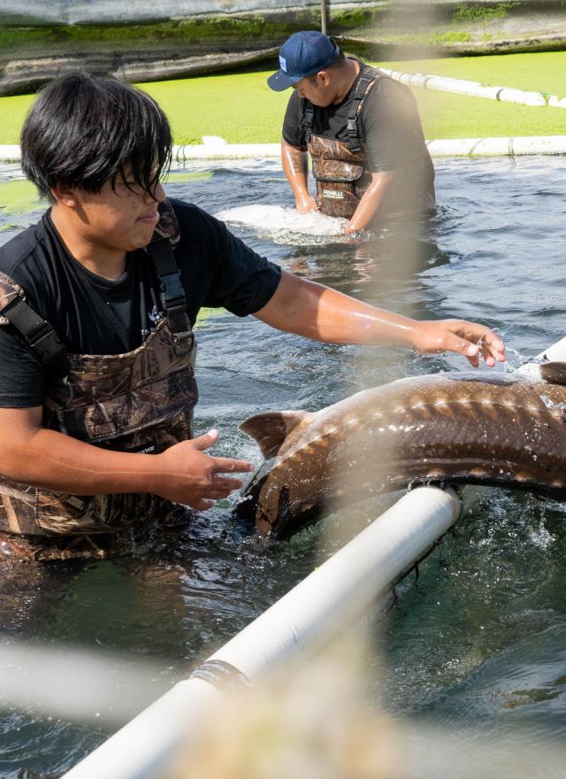 sturgeon farming at Tsar Nicoulai 