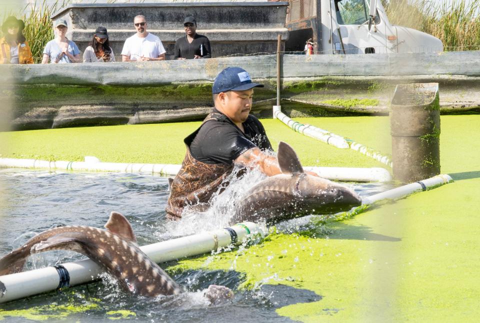 A man holding a sturgeon in a pool of water